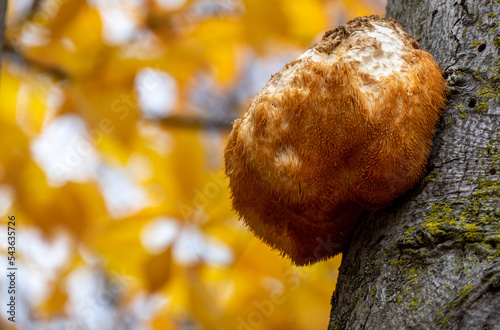 Close-up of a yellow lion’s mane mushroom that is growing on the side of a tree trunk on a cold day in October with blurred autumn leaves in the background.