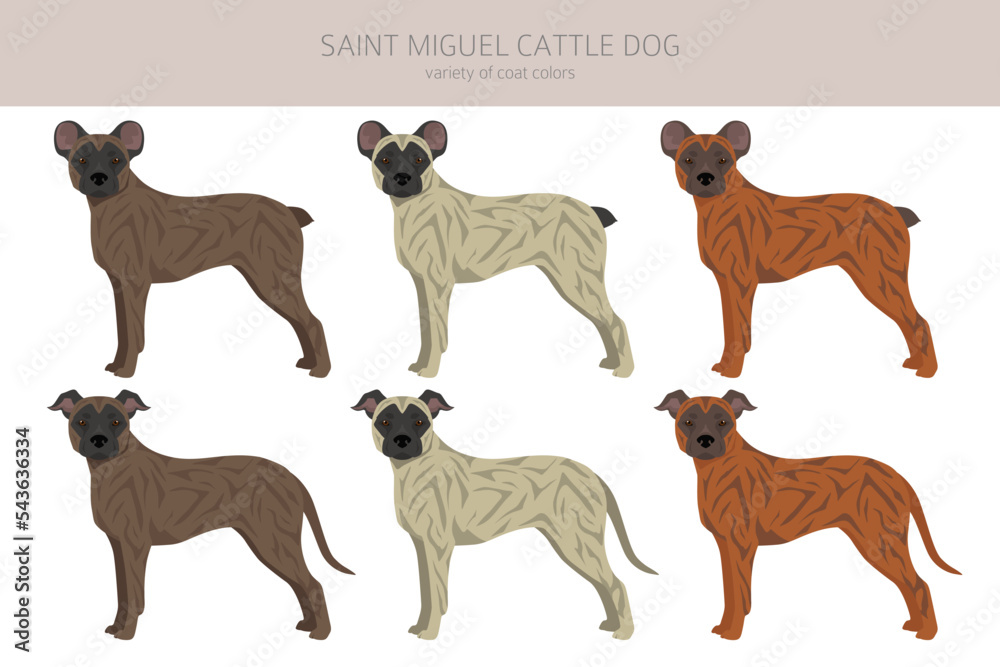 Saint Miguel Cattle dog clipart. All coat colors set.  All dog breeds characteristics infographic