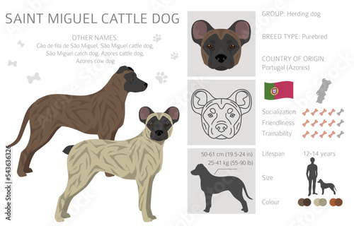 Saint Miguel Cattle dog clipart. All coat colors set.  All dog breeds characteristics infographic