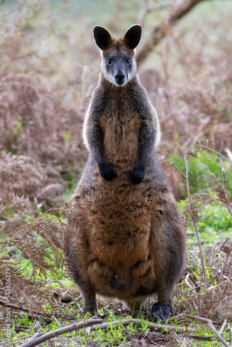 swamp wallaby