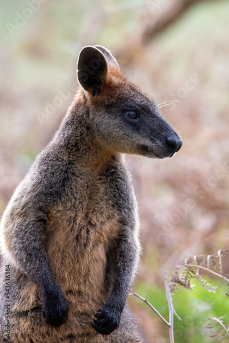 swamp wallaby © Brent