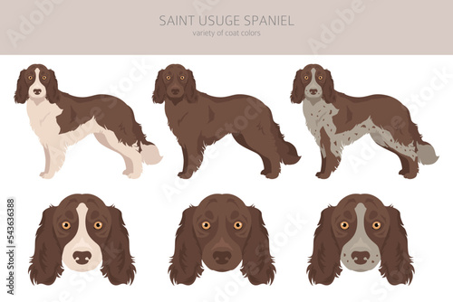 Saint Usuge Spaniel clipart. All coat colors set.  All dog breeds characteristics infographic