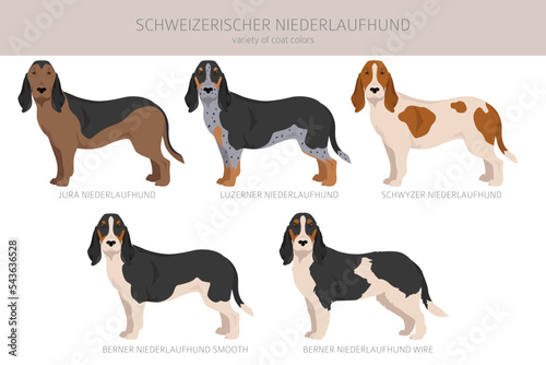 Schweizerischer Niederlaufhund, Small swiss hound clipart. All coat colors set. All dog breeds characteristics infographic