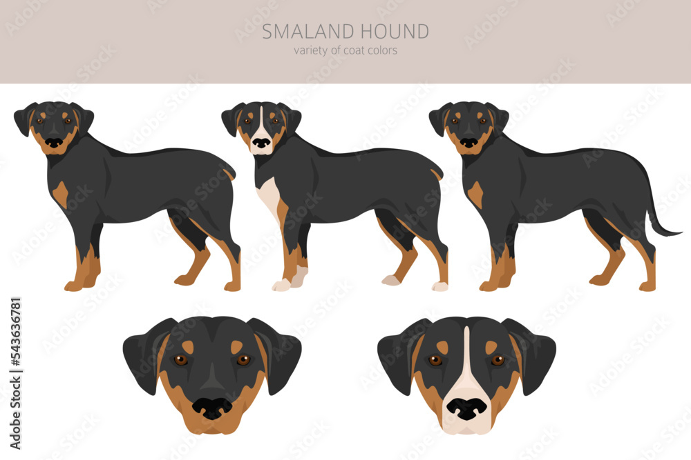 Smaland Hound clipart. All coat colors set.  All dog breeds characteristics infographic