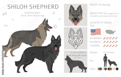 Shiloh Shepherd clipart. All coat colors set.  All dog breeds characteristics infographic