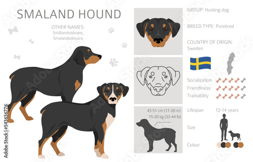 Smaland Hound clipart. All coat colors set.  All dog breeds characteristics infographic