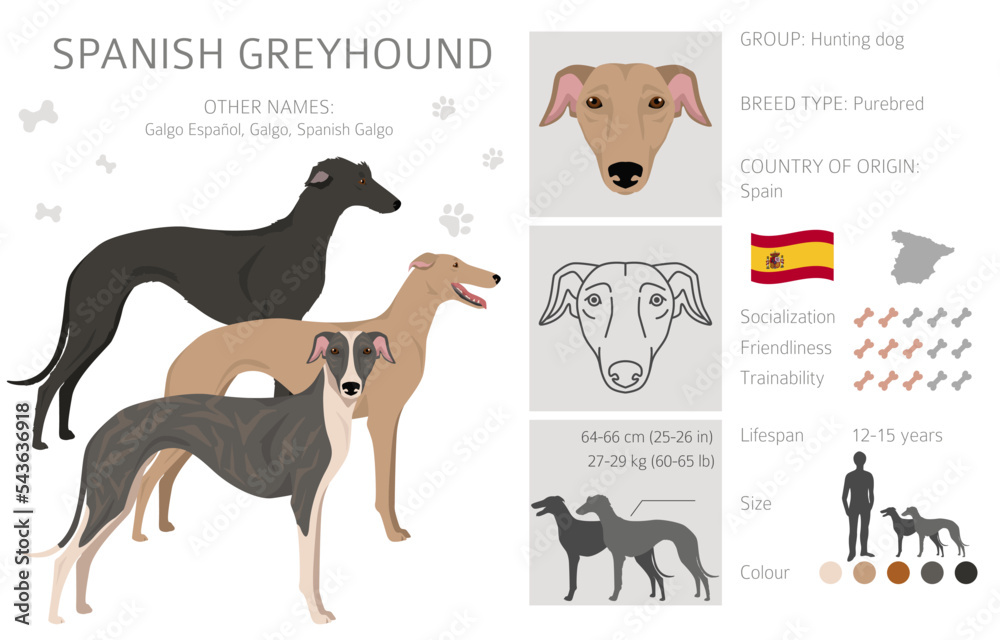 Spanish Greyhound clipart. All coat colors set. All dog breeds