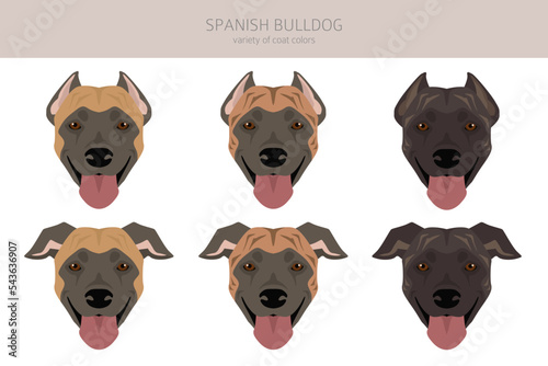 Spanish Bulldog clipart. All coat colors set.  All dog breeds characteristics infographic