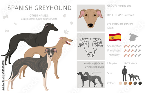 Spanish Greyhound clipart. All coat colors set.  All dog breeds characteristics infographic