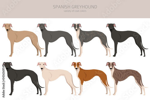 Spanish Greyhound clipart. All coat colors set.  All dog breeds characteristics infographic