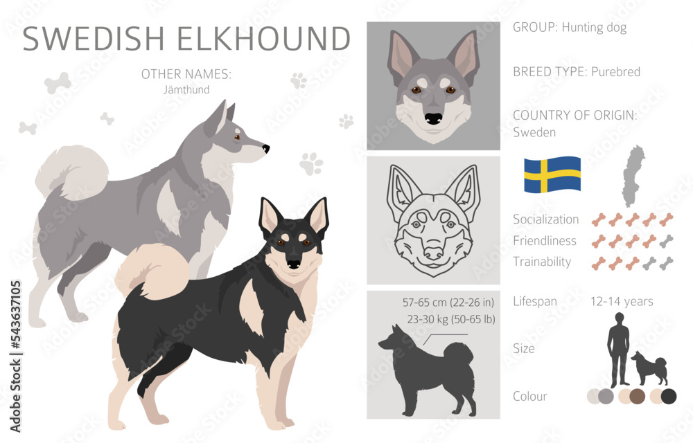 what is the breed of swedish elkhound