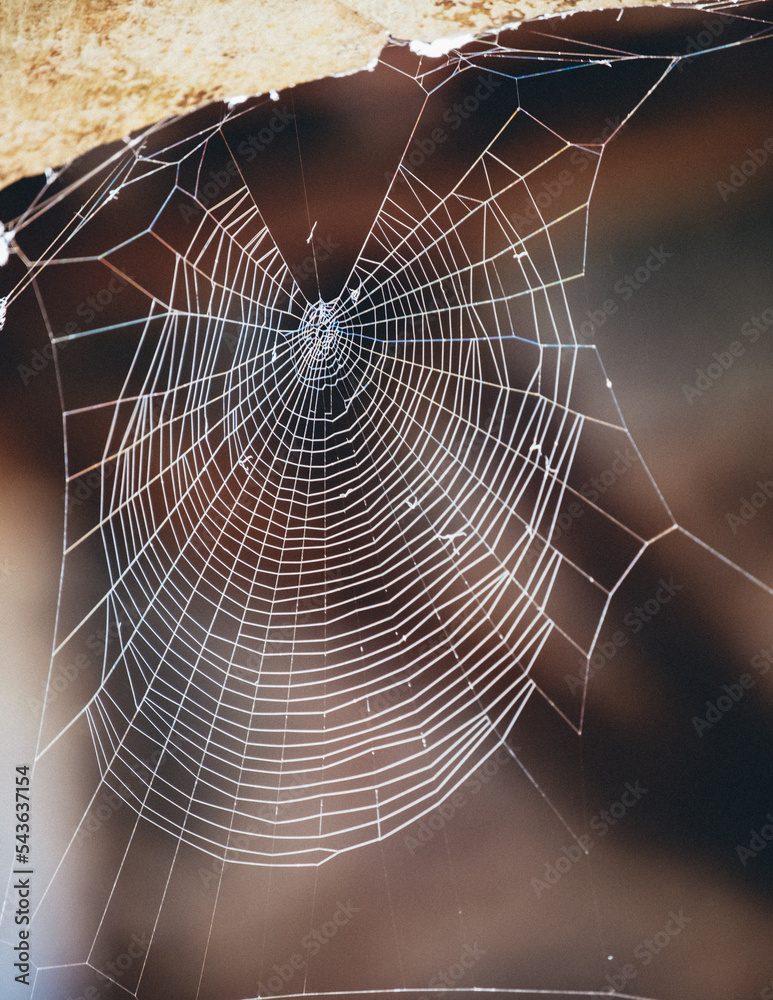 Naklejka premium Close up of a spider web in the medieval cloister of Saint Lizier, in France (Ariege)
