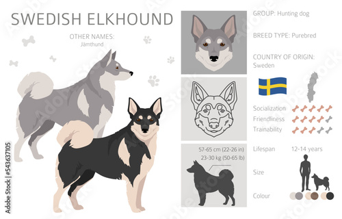 Swedish Elkhound clipart. All coat colors set.  All dog breeds characteristics infographic © a7880ss