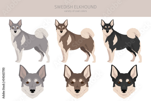 Swedish Elkhound clipart. All coat colors set.  All dog breeds characteristics infographic
