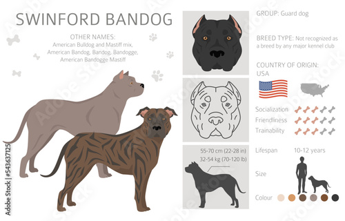 Swinford Bandog clipart. All coat colors set.  All dog breeds characteristics infographic photo