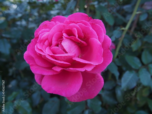 Canvastavla 濃いピンク色のバラ「王妃アントワネット」の花