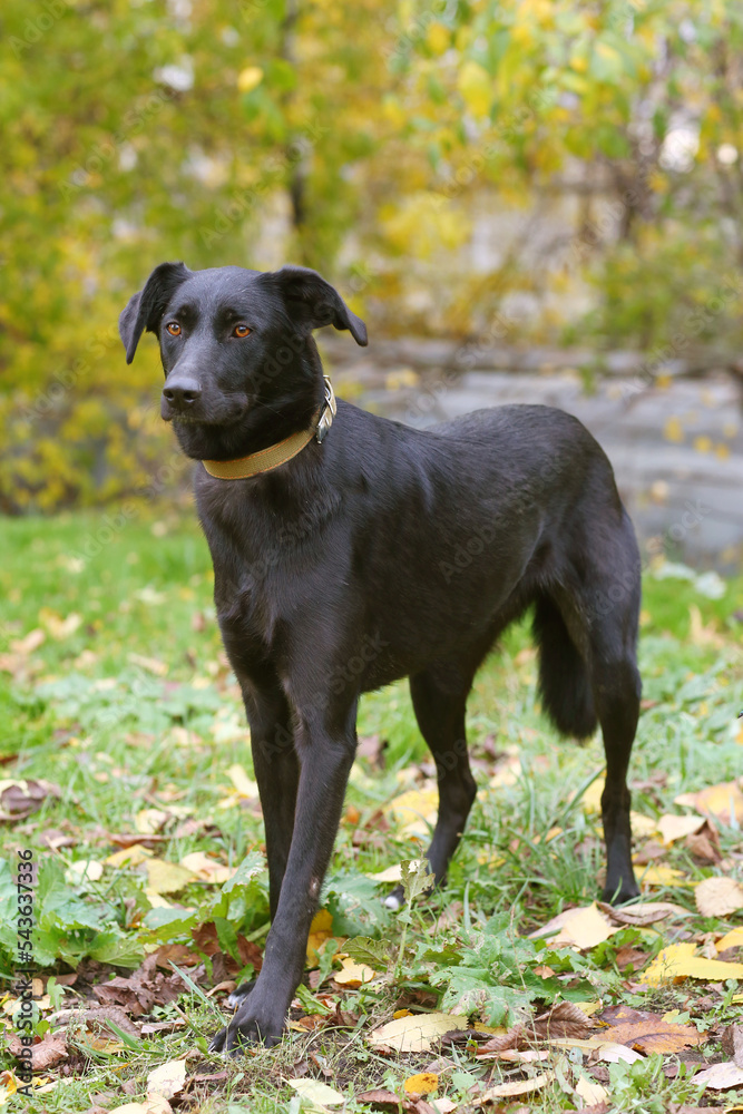 black laika dog full body photo on green grass background
