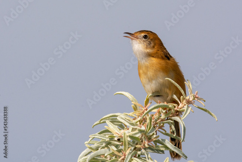 golden headed cisticola photo