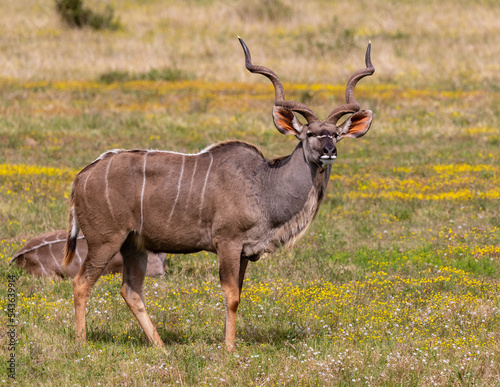 Big kudu bull standing in Addo Elephant National Park  South Africa