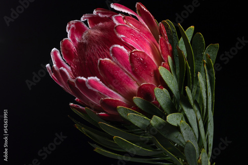 Close up of a protea flower with dew drops against a black background photo