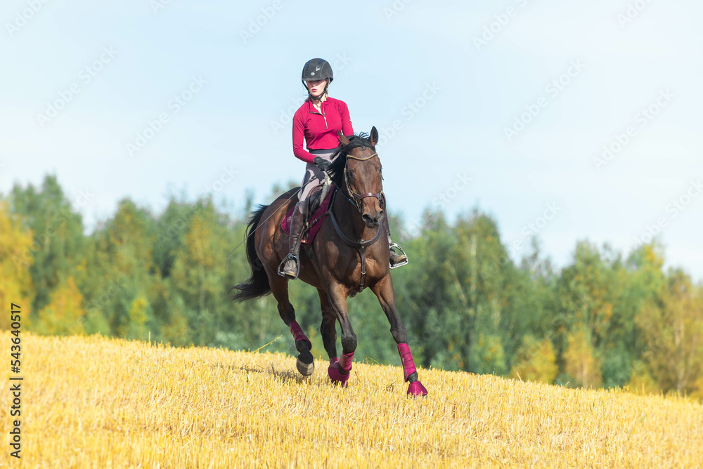 Horse galopping on a yellow field with pink tack. Horse galopping on a yellow field with pink tack.