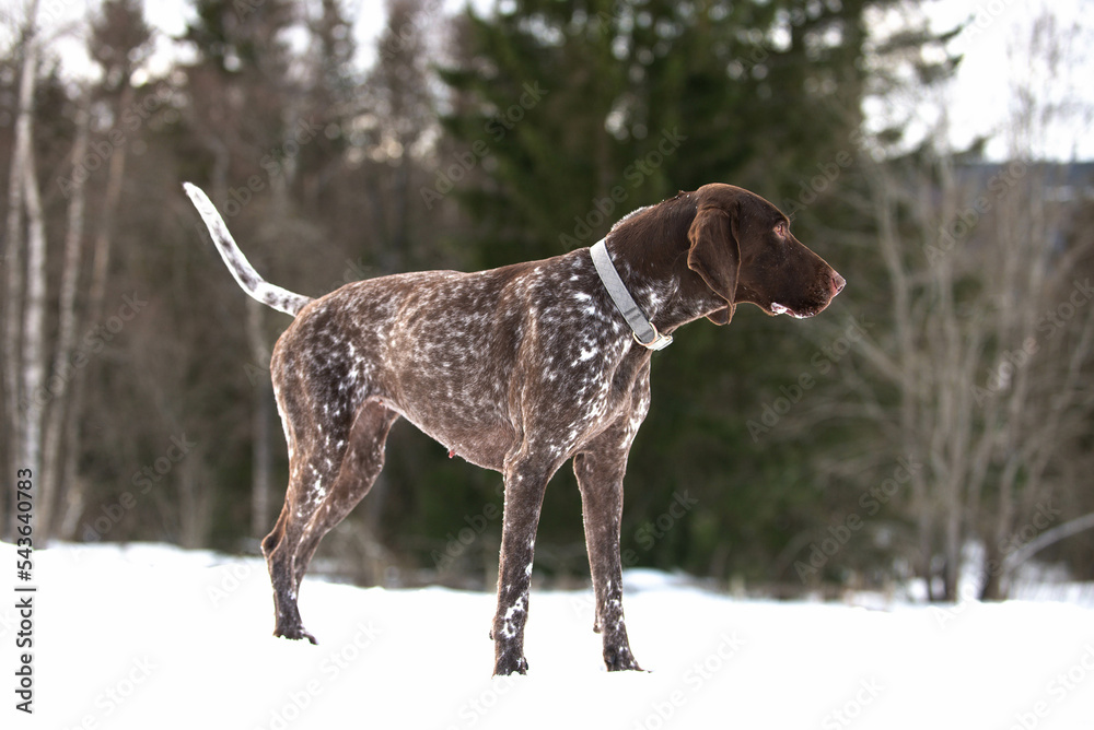 Hunting dog in the snow