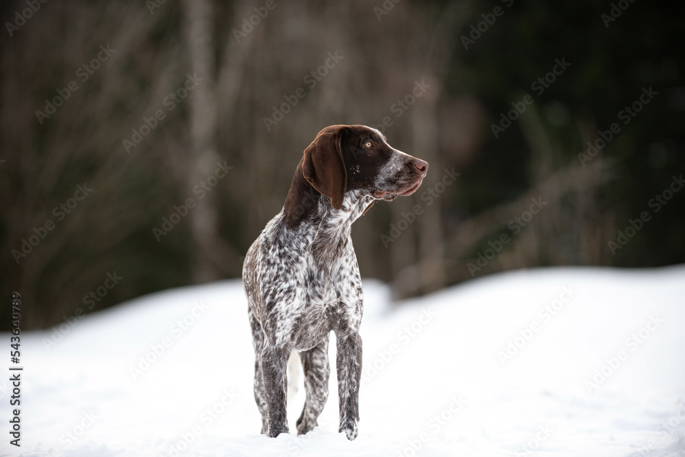 Hunting dog in the snow