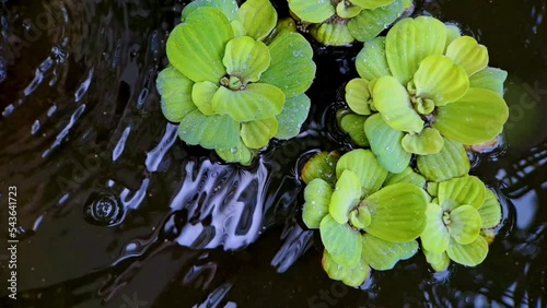 4k video footage Close up of Watercress or Pistia stratiotes Linnaeus on water and water drops on a mini black rock fish pond, very beautiful for cinematic videos photo