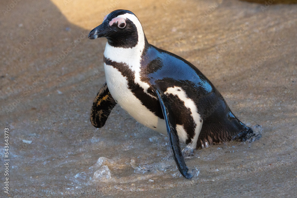 Fototapeta premium Penguins, Simon's Town, Western Cape, South Africa