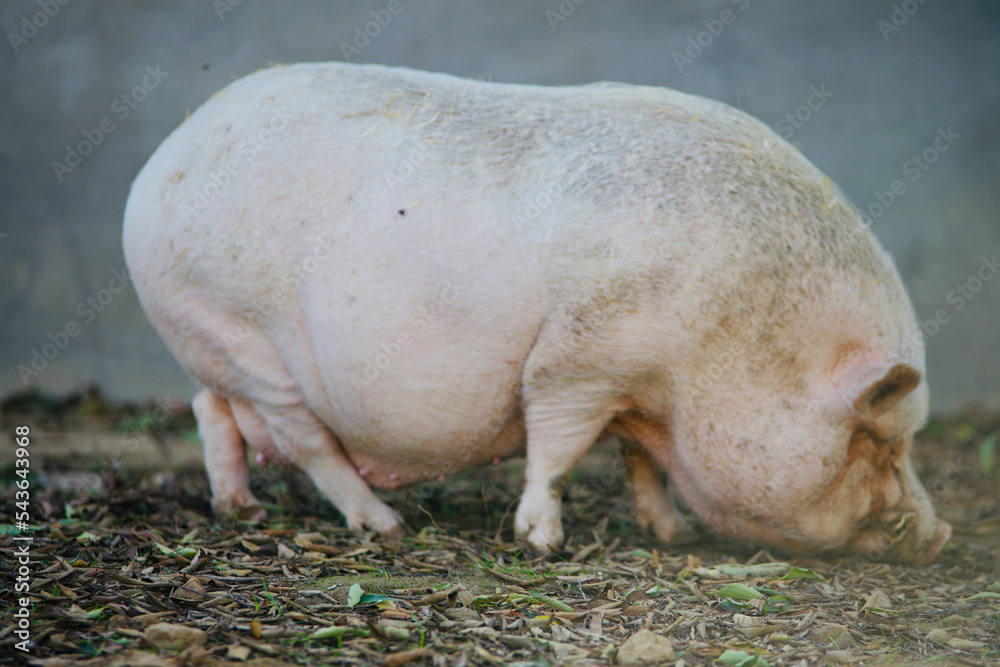 cochon du parc des chanteraine cochon du parc des chanteraine