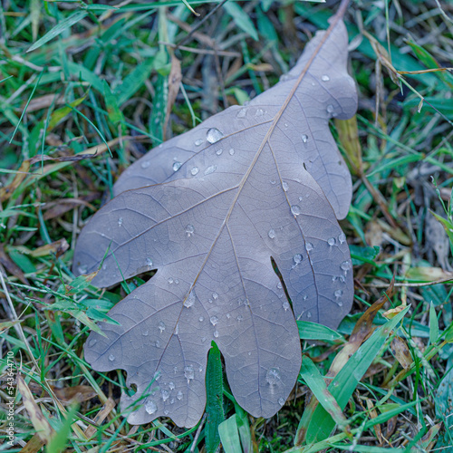 Water Droplets on a Fallen Leaf