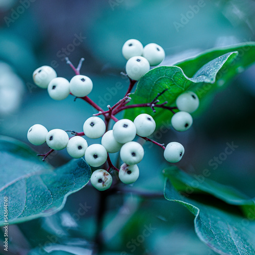 White Berries