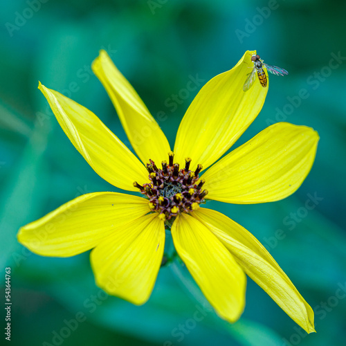 yellow flower