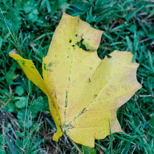 yellow leaf