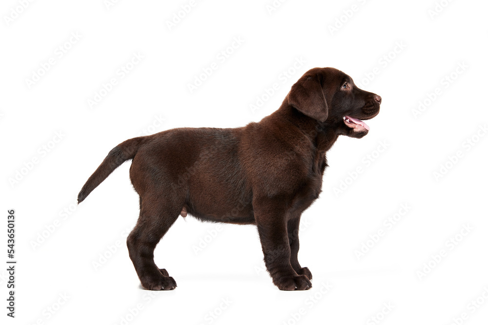 Portrait of cute dog, Labrador puppy calmly standing isolated over white studio background. Smiling dog