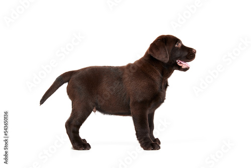 Portrait of cute dog  Labrador puppy calmly standing isolated over white studio background. Smiling dog