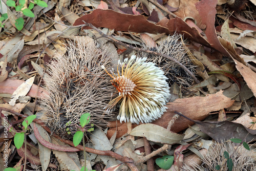 Coast Banksia seed pods on the ground among leaves, New South Wales Australia
 photo