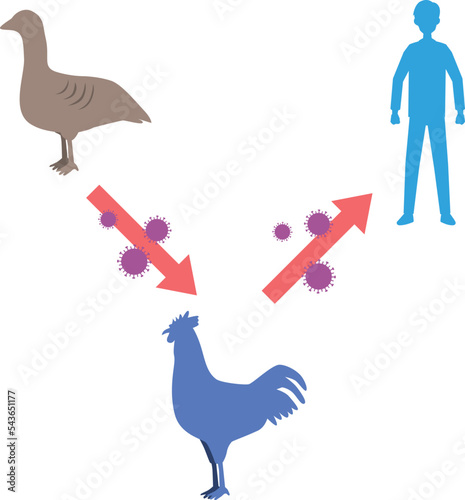 鳥インフルエンザのイメージイラスト