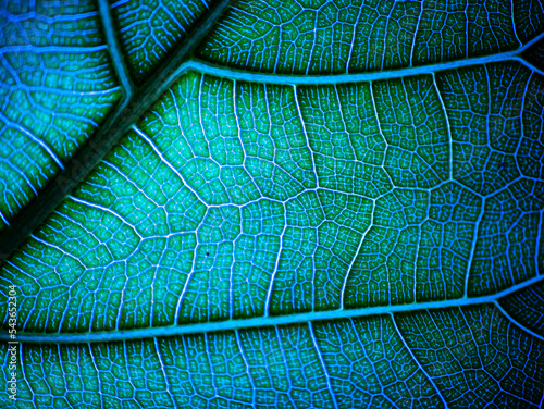 awesome pattern of Ficus Lyrata leaf - Cell Texture Background photo