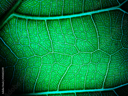 awesome pattern of Ficus Lyrata leaf - Cell Texture Background photo