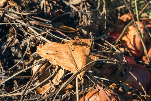 Closeup of a Hornets wasp on a dry leaf photo