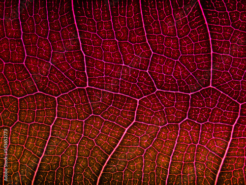 awesome pattern of Ficus Lyrata leaf - Cell Texture Background photo