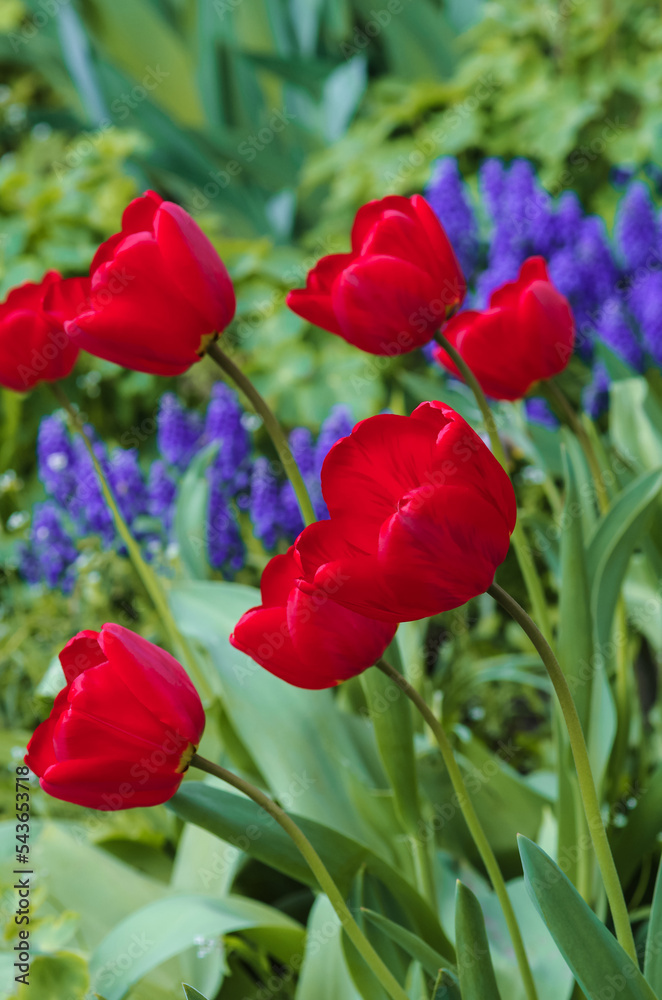 Obraz premium Bright red tulips with fresh green leaves on a background of green grass and purple hyacinths. Dutch tulips bloom in the greenhouse in spring. Floral background.