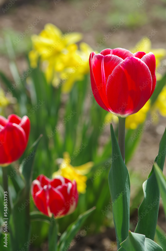 Bright red tulip with water drops on the petals against a background of yellow flowers. Tulips bloom in the greenhouse in spring. Floral background. Mothers Day