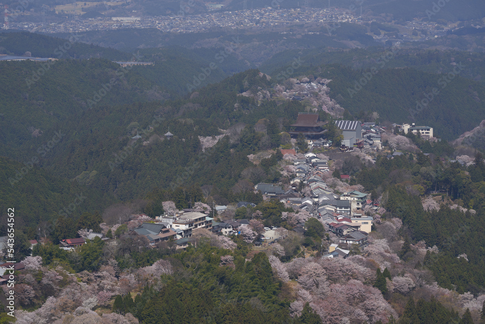 Fototapeta premium Kinpusenji Temple and cherry blossoms seen from Kami senbon on Mt. Yoshino