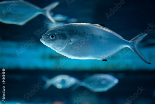 fish in aquarium