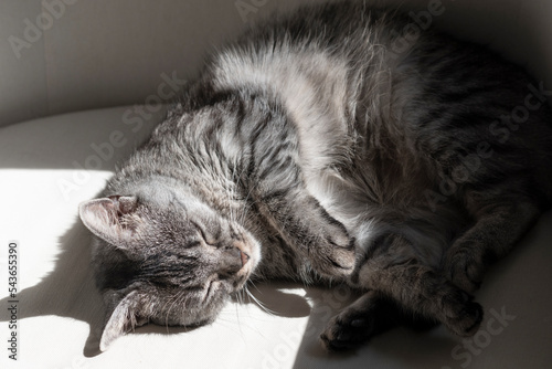 Fotografie Just adopted fluffy grey tabby cat sleeping curled up and peacefully on a pillow