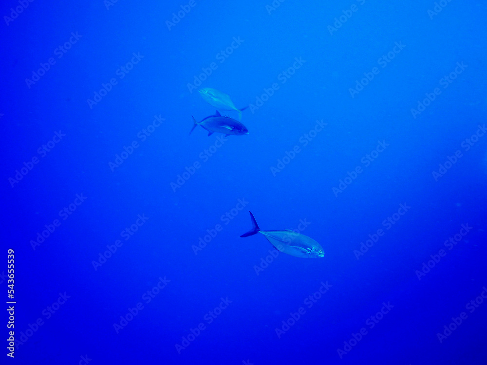 Naklejka premium Scuba Diving and Underwater Photography Malta Gozo Comino - Wrecks Reefs Marine Life Caverns Caves History