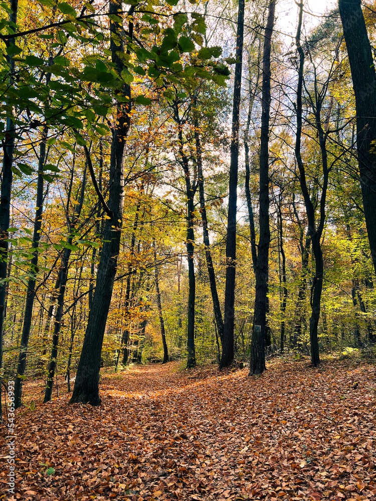 Warm autumn scenery in the forest, with the sun shedding beautiful rays of light through trees. High quality photo