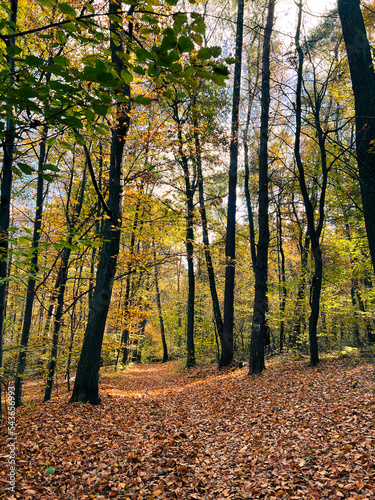 Warm autumn scenery in the forest, with the sun shedding beautiful rays of light through trees. High quality photo